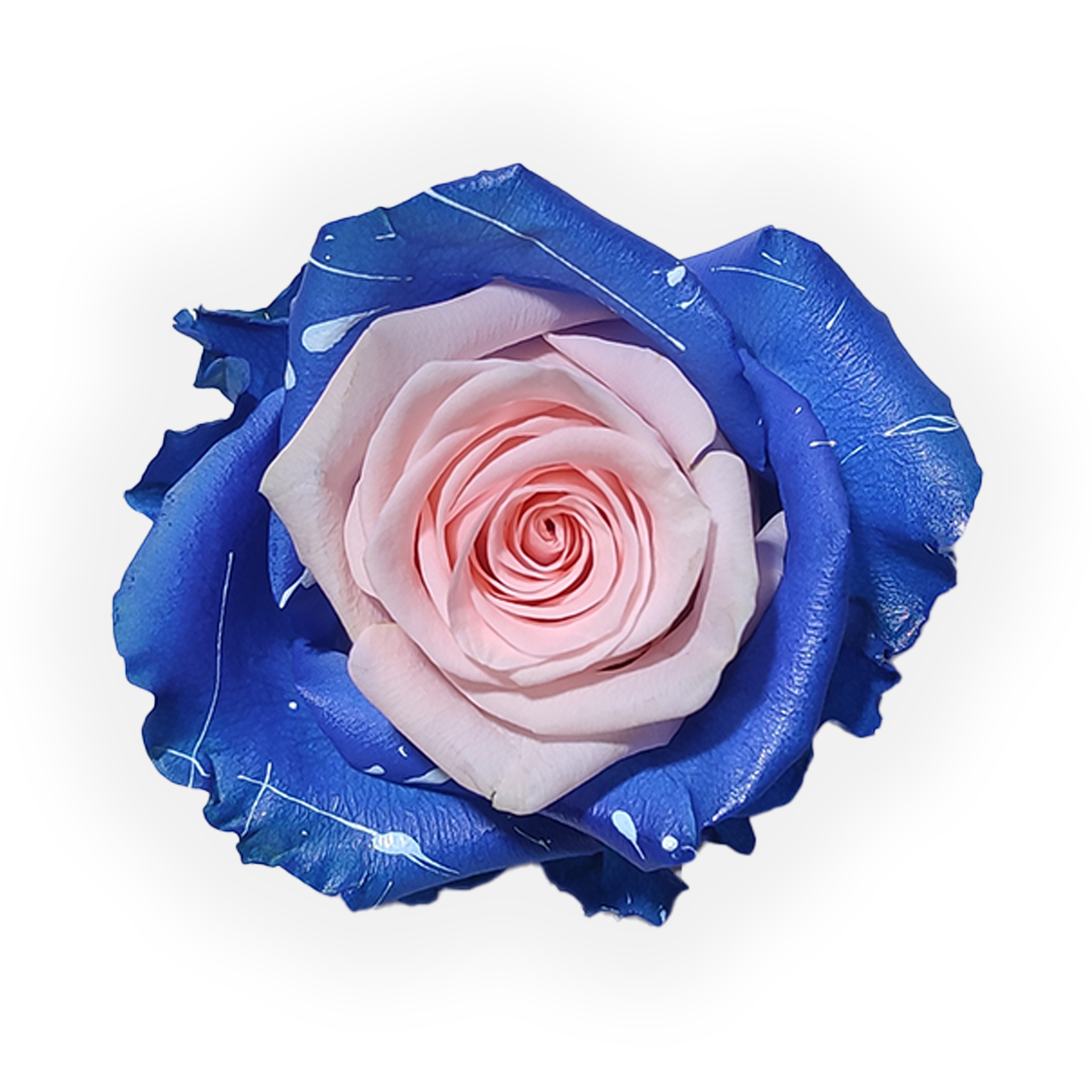 Pink Blue Lollipop - Greenbox - Premium Quality Flowers